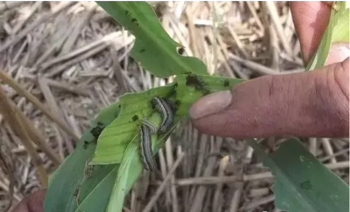 1547698066386888.png image.png