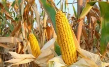 1547699219919238.png image.png