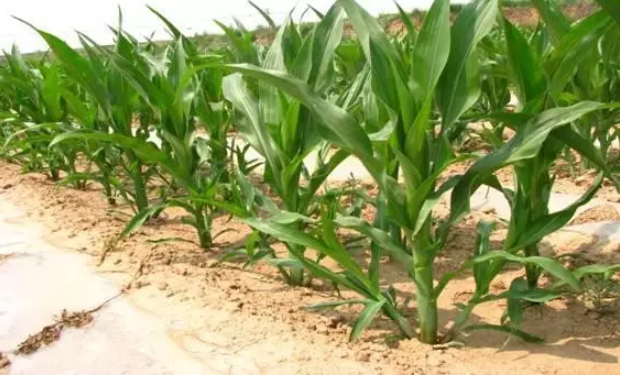 1547699327737585.png image.png