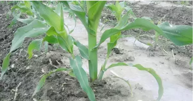 1547699346401788.png image.png